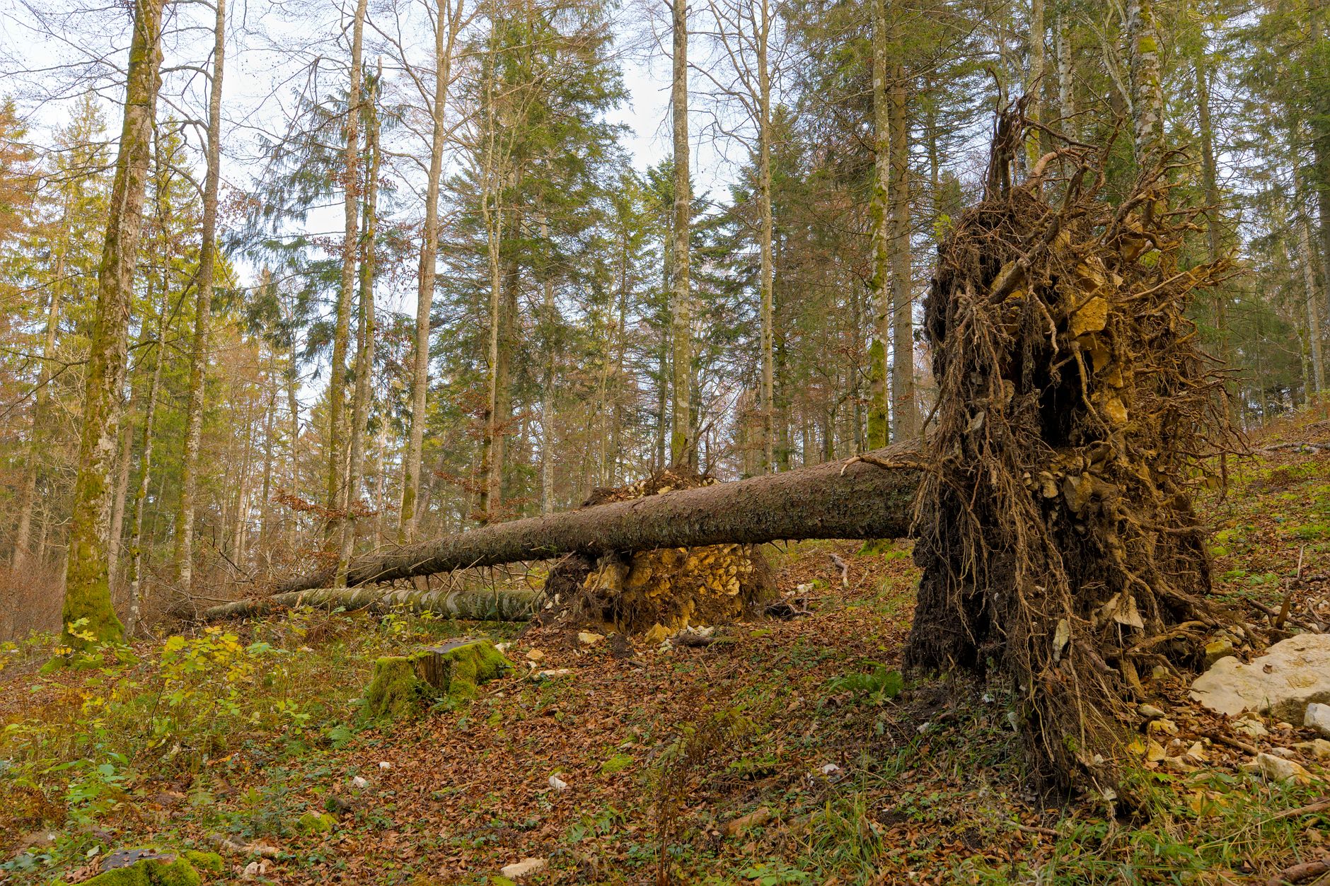 Enlèvement arbre urgence à Cugnaux